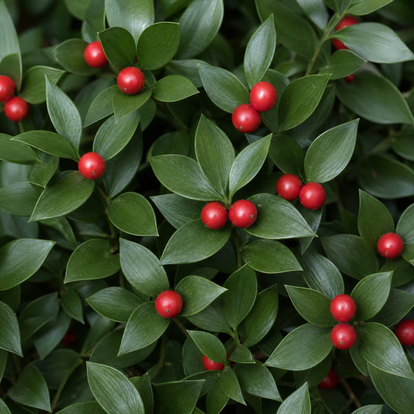 Naturelle ingredient butchers broom