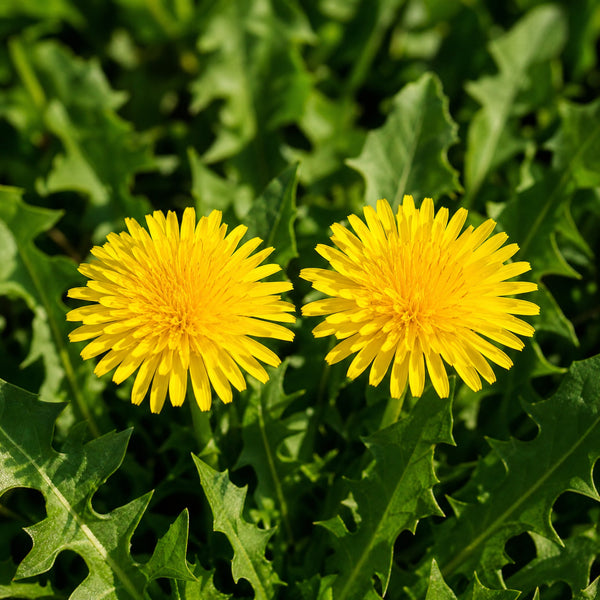 Naturelle ingredient dandelion leaf