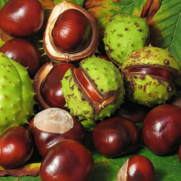 Naturelle ingredient horse chestnut